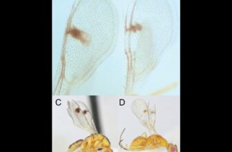 Scientists Uncover New Parasitic Wasps Invading the U.S.