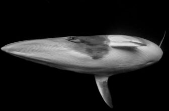 Dive Into the Most Breathtaking Ocean Images of the Yr