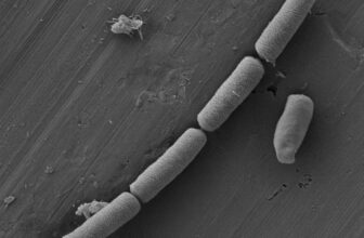 Scientists Infuse Cement With Micro organism to Create Dwelling Power System