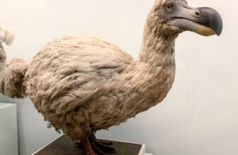 Biotech Startup Claims It is Getting Nearer to ‘Resurrecting’ the Extinct Dodo