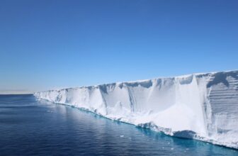 Scientists Went On the lookout for Shackleton’s Endurance. They discovered a Hidden Fish Metropolis in Excellent Formation As a substitute