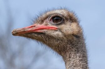 Gunshots Heard at Canadian Ostrich Farm, Signaling Begin of Controversial Cull