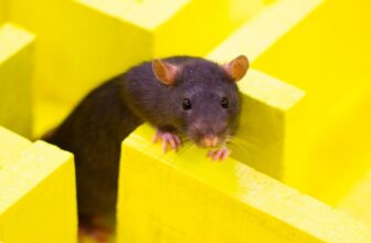 ChatGPT’s Browser Bot Appears to Keep away from New York Occasions Hyperlinks Like a Rat Who Obtained Electrocuted