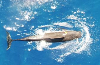 Scientists Wished to Know How Many Squid Pilot Whales Eat Every Day. What They Discovered Was Astounding