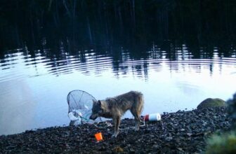 Watch This Wolf Pull Off an Completely Genius Crab Entice Heist