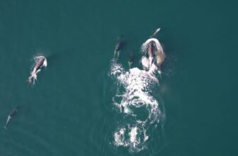 Watch Uncommon Video of Orcas Teaming Up With Dolphins to Hunt Large Salmon